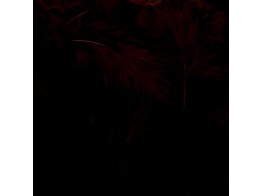 Plumes