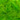 Pluimen lemon            10202