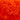 Pluimen oranje           10305