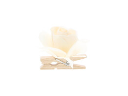 Rose auf Klammer ecru