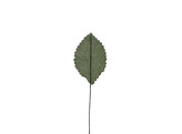 Blad 3075 ovaal groot donker groen