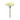 Cornflower x 12 cream