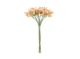 Cornflower