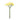 Cornflower x 12 lime