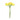 Cornflower x 12 light yellow