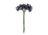 Cornflower x 12 navy