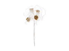 Rose Voile wei  - gold