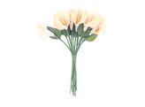 Arum orange with green leaf