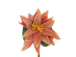 Water lily pink