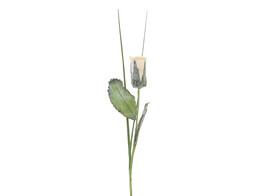Rose on stem cream