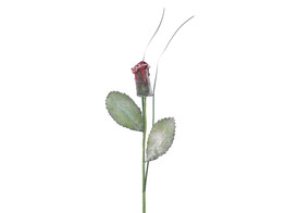 Rose 4873 on stem red