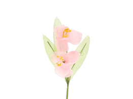 Narcissus 2 flowers pink