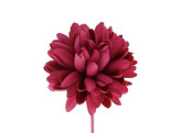 Dahlia SM ardoise