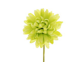 Dahlia PM lemon