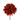 Dahlia PM rouille