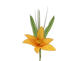 Lilium light orange