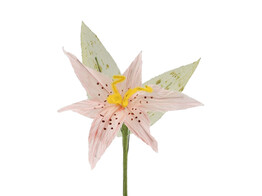 Lily 1 flower light pink