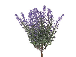 Lavende