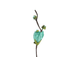 Fruhlingsblute 1 Blume himmelblau