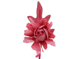 Camelia with leaf SM