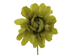 Camelia GM