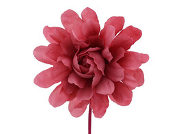 Camelia LM