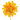 Camelia LM dark yellow