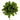 Camelia LM green