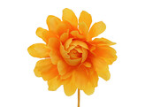 Camelia LM light orange