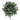 Camelia LM smokey green