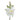 Camelia with green leaf SM white