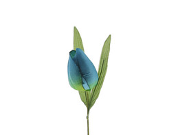 Tulipe bleu