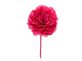Dianthus Nelke