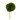  Dianthus  anjer groen