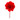  Dianthus  anjer rood