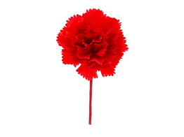 Dianthus fleur d oeillet