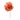  Dianthus  anjer zalm