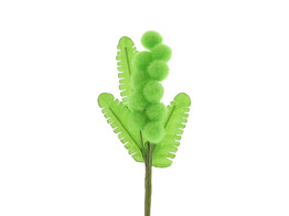 Mimose
