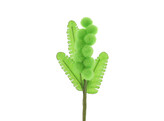 Mimosa vert