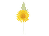  Margaretha  daisy 1 flower yellow