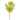  Margaretha  daisy 2 flowers green