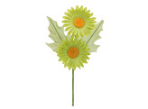  Margaretha  daisy 2 flowers green