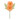  Margaretha  daisy 2 flowers salmon