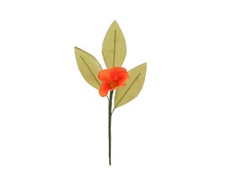 Fleur  Sherry  1 fleur orange