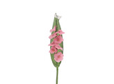 Maiglockchen dunkelrosa