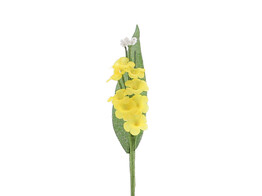 Lily of the valley