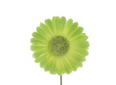 Germini PM vert clair