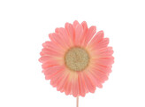 Germini KM rosa