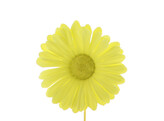Germini GM lemon