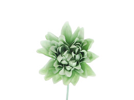 Aster  Queen  smokey green